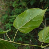 Premna corymbosa Rottler